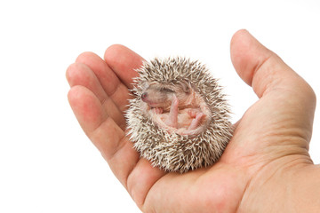 baby pygmy hedgehog © praisaeng