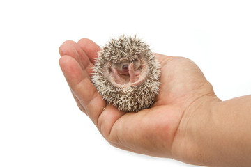baby pygmy hedgehog