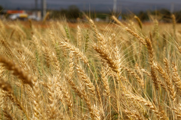 Fototapeta premium Wheat field
