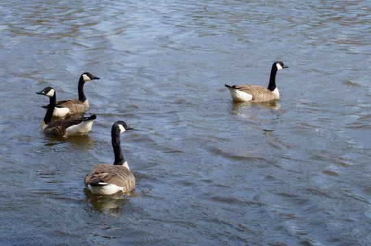 A group of canadian geese