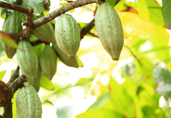 cacao fruit grow on tree 