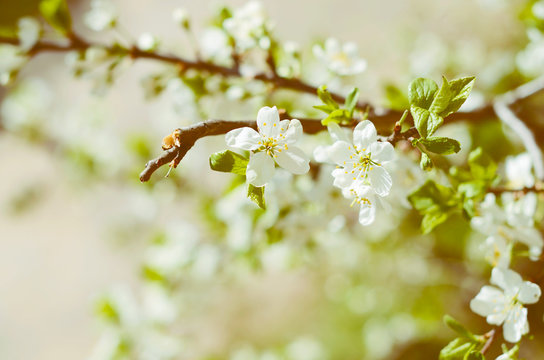 White blossoming flowers on the branch
