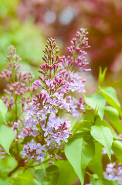 Branch of tender lilac flowers