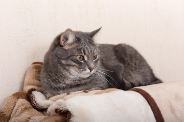 Fototapeta na wymiar cat on a blanket
