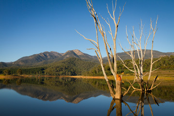 Dead Tress and Reflections in Lake Buffalo, Victoria
