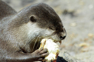 loutre d'Asie