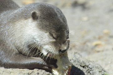 loutre d'Asie