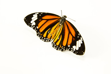 Obraz premium butterfly