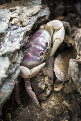 Chicken Crab,Crab that is Called Chicken at Ko Ta Chai island,Th