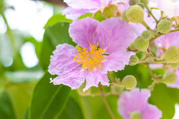 PinkQueen's crape myrtle flower.