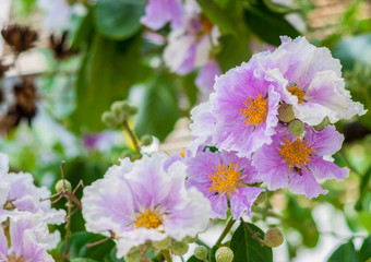 PinkQueen's crape myrtle flower.