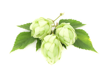 branch of hops.
