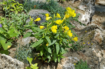 Obraz premium Part of public gardens in Peshtera town - rockery