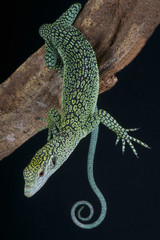 Biak Tree Monitor / Varanus kordensis © mgkuijpers