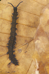 Velvet worm