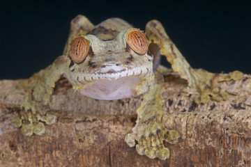 Curious lizard / Uroplatus fimbriatus
