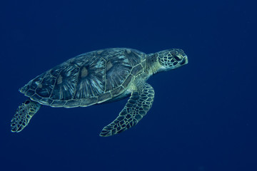 Een portret van een zeeschildpad van dichtbij terwijl hij naar jou kijkt