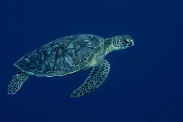 Deurstickers Schildpad Een portret van een zeeschildpad van dichtbij terwijl hij naar jou kijkt
