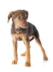 mix breed doberman