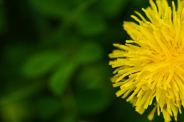 Yellow dandelion and grass on a spring day