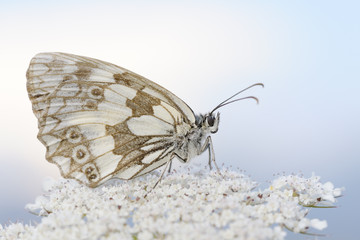 Marbled white butterfly close up.