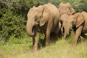 Obraz premium Elephant family eating