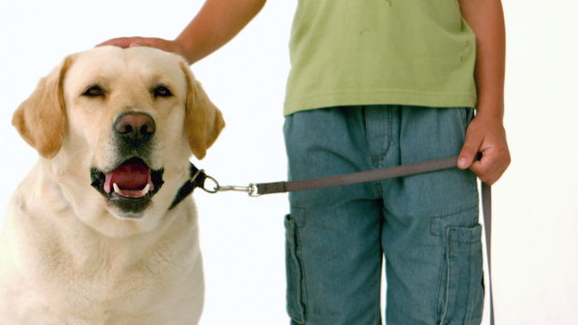 Little boy with his yellow labrado