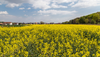 Obraz premium champ de colza