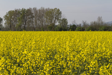 blooming field of rapeseed