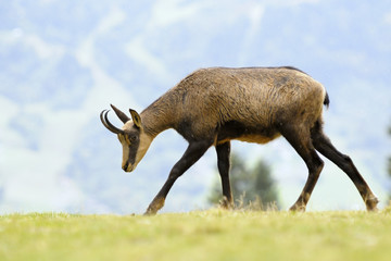 Chamois (Rupicapra carpatica) standing on hillside.