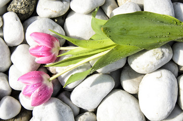 Rosa Tulpen mit Wassertropfen auf weissen Kieselsteinen