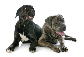 Obraz premium italian mastiff