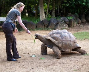 woman feeds big turtle - 63844515