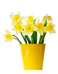 Daffodils in a yellow flowerpot