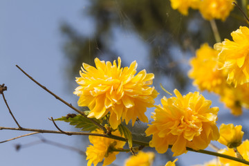 yellow flowers in spring