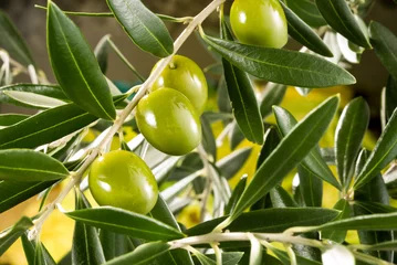 Zelfklevend Fotobehang olive tree branch © MIGUEL GARCIA SAAVED