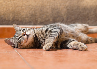 Cat wallowing in the soil of a terrace