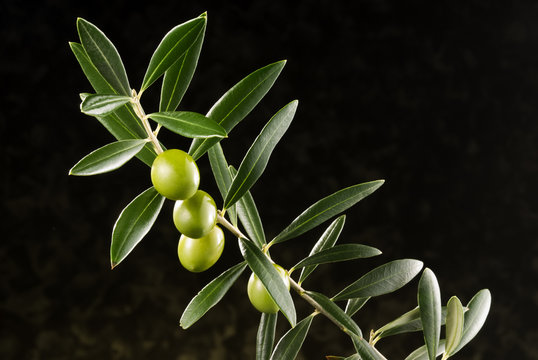 olives on olive tree branch