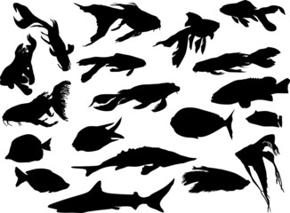 nineteen fishes collection isolated on white