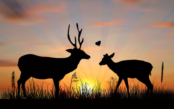 two deers at sunset illustration