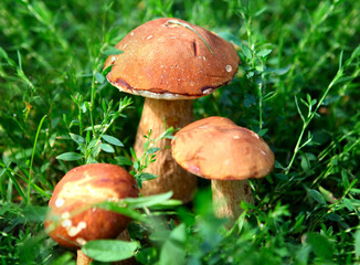 Mushrooms in the Grass