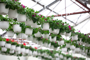 Petunia flowers in pots