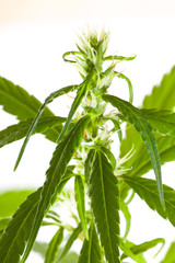 Marijuana bud on white background