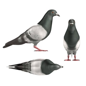 realistic 3d render of pigeon