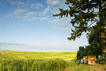 Bee hives