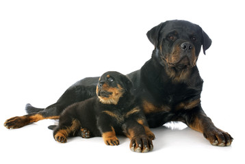 puppy and adult rottweiler © cynoclub