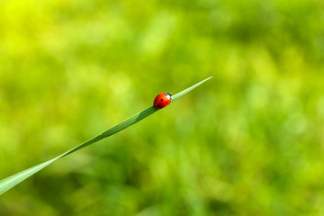 Beautiful spring grass outdoors