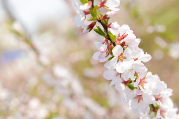 Beautiful fruit blossom, outdoors