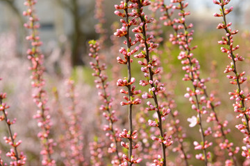 Beautiful fruit blossom, outdoors