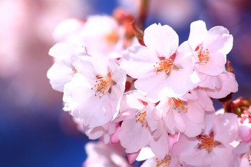 Naklejka premium 満開の桜